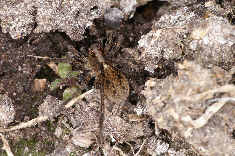 Pardosa_amentata_D4700_Z_88_Broek in waterland_Nederland.jpg